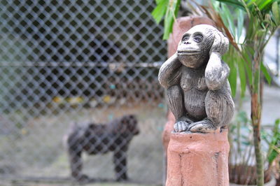 Close-up of monkey on fence