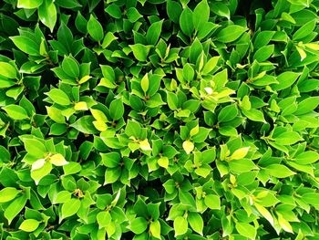 Full frame shot of leaves