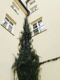 Low angle view of ivy on house