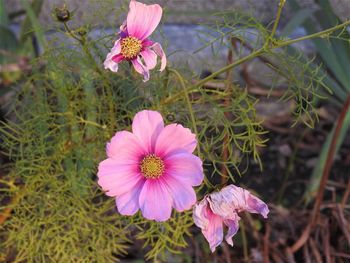 Close-up of pink flowers blooming outdoors