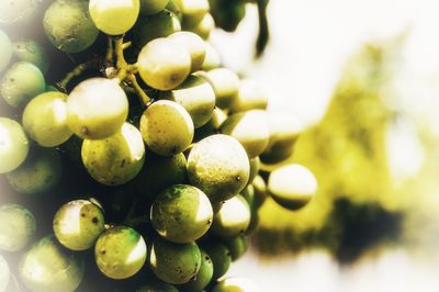 Close-up of grapes growing on tree