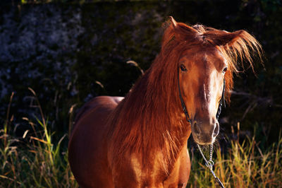 Horse standing in field