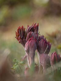 Close-up of wilted flowers on field