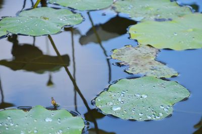 Close-up of water drops on leaves