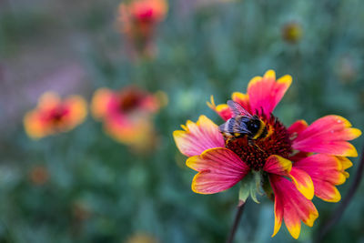 Close-up of bee pollinating flower