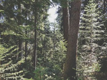 Trees in forest