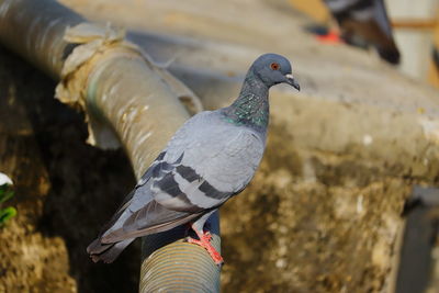 Close-up of pigeon perching outdoors