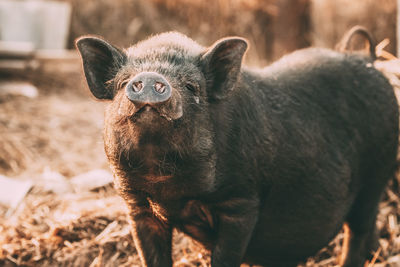 Close-up portrait of wild boar standing on land