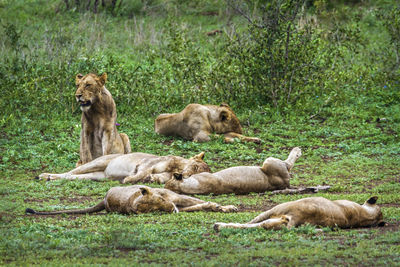 Lionesses relaxing on land