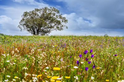 Purple flowering plants on field against sky