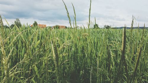 Close-up of crop growing in field