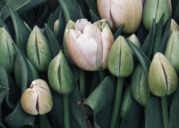 Close-up of tulip buds