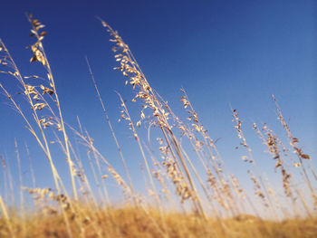 Low angle view of plants against clear blue sky