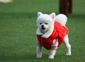 View of a dog running on grass
