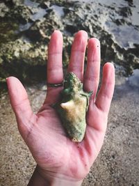 Close-up of hand holding leaf