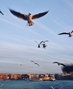 Seagulls flying over sea against sky