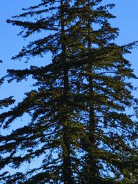 Low angle view of tree in forest against clear sky