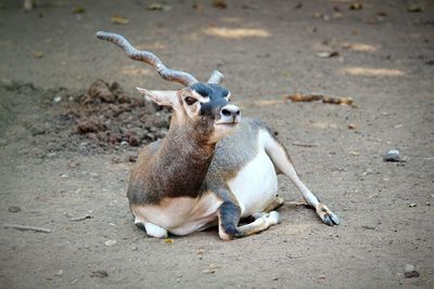 Close-up of deer sitting outdoors in a zoo 