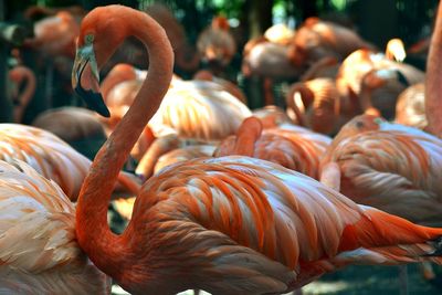 Flamingoes perching on field at forest