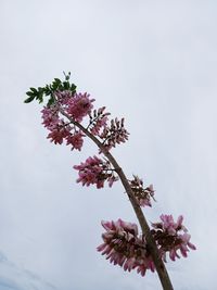 Low angle view of pink cherry blossoms against sky