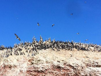 Birds flying in the sky