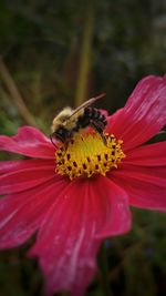 Close-up of bee on flower