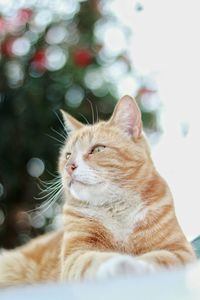 Close-up of a cat with eyes closed