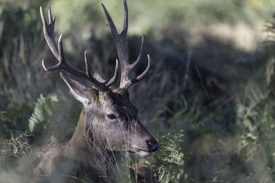 Close-up of deer by plants in forest