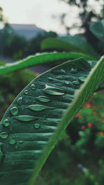 Close-up of raindrops on leaves