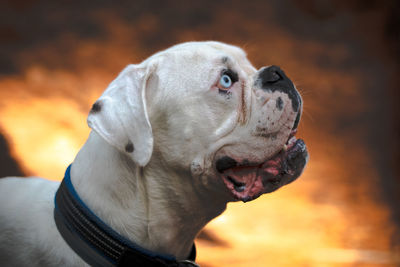 Close-up of dog with blue eye looking away