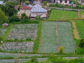 High angle view of agricultural field