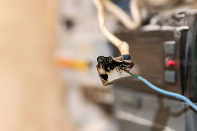 Close-up of insect on cable