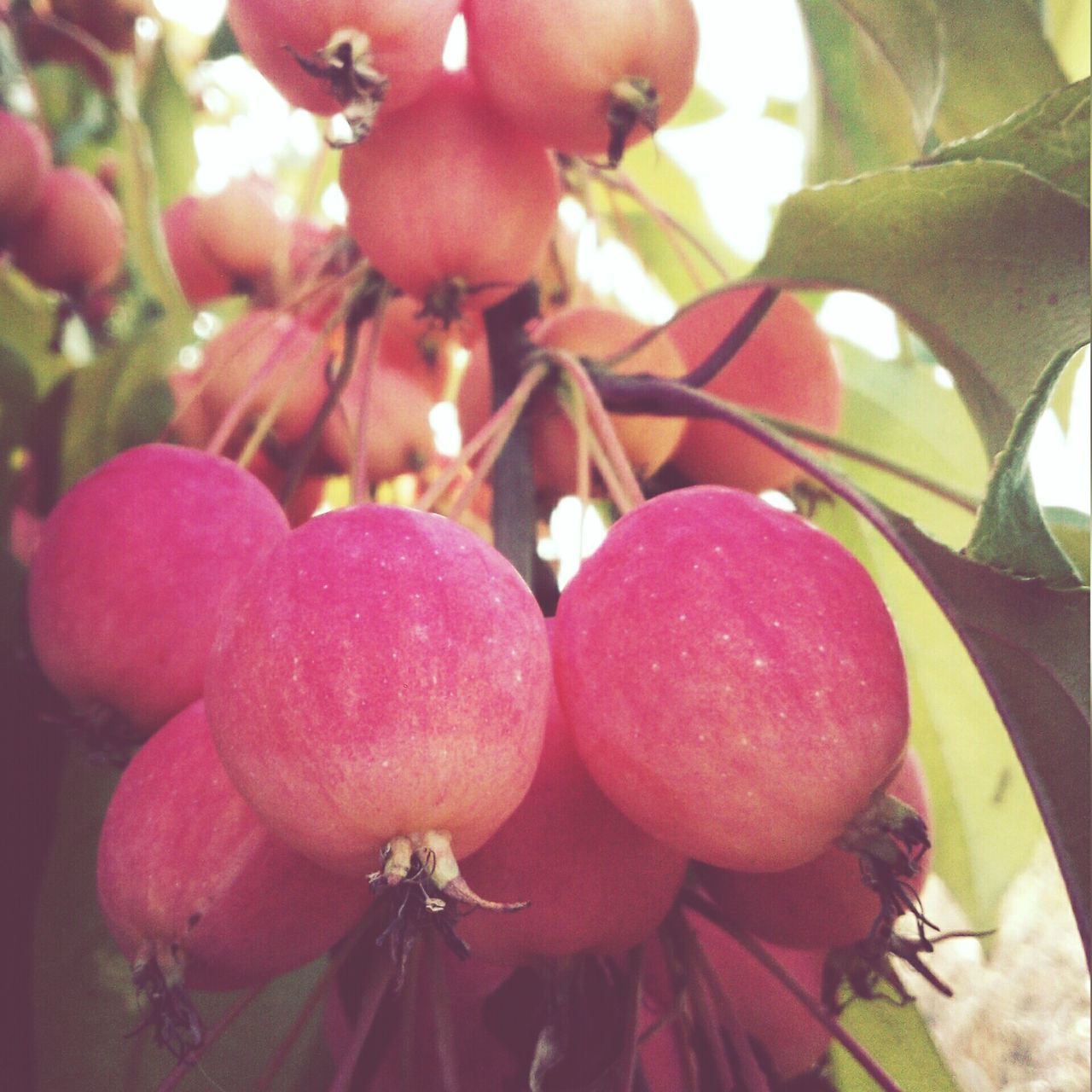 freshness, fruit, food and drink, food, close-up, healthy eating, focus on foreground, growth, hanging, flower, tree, berry fruit, branch, nature, ripe, no people, red, day, leaf, berry