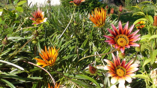 Close-up of orange flowering plants on field