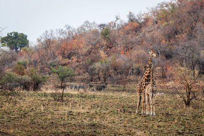 View of giraffe on field against trees