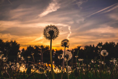 Silhouette plants on field against sky during sunset