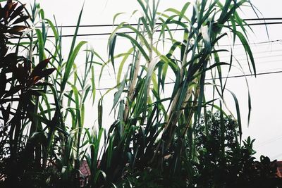 Low angle view of bamboo plants on field against sky