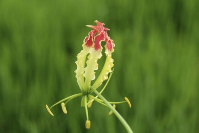 Close-up of red flowering plant