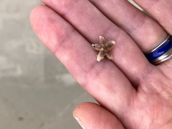 High angle view of hand holding leaf