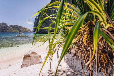 Plants growing on beach against sky