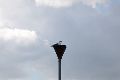 Low angle view of seagull perching on pole against sky