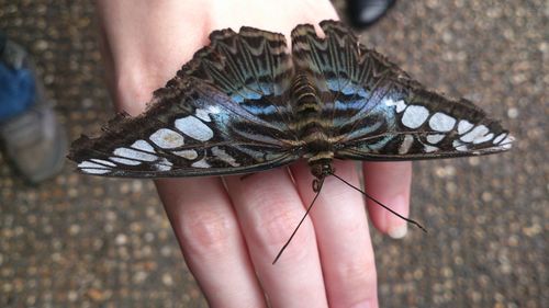 High angle photo of butterfly on a hand