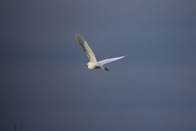 Low angle view of seagull flying in sky