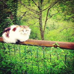 Close-up of cat on tree