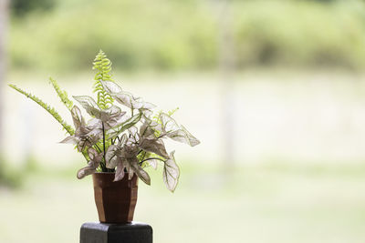 Close-up of wilted plant on field