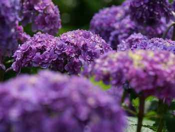 Close-up of purple flowering plant