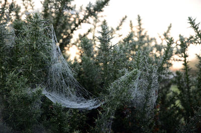 Close-up of spider web on tree in forest