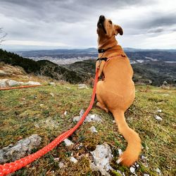 Dog standing on rock against sky