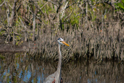 Bird perching on a lake