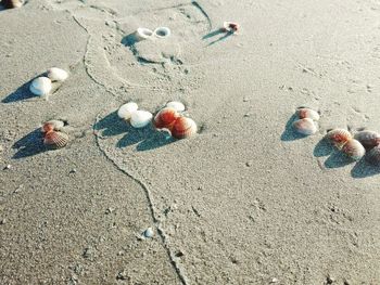 High angle view of seashells on beach